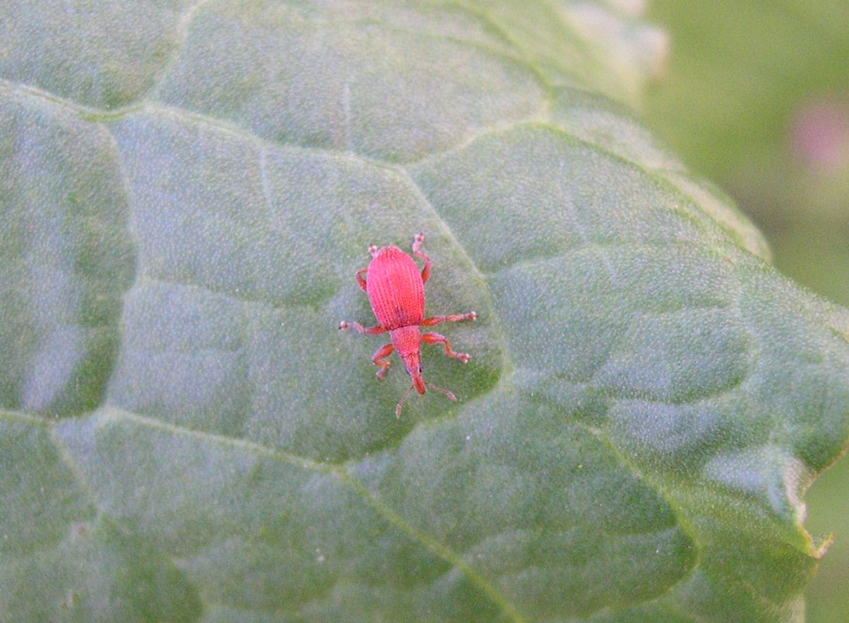 Curculio in rosso: Apion cf. frumentarium (Col., Apionidae)